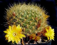 Sulcorebutia arenacea v candiae (xanthoantha)