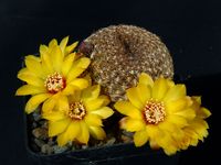 Sulcorebutia arenacea