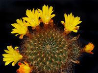 Sulcorebutia breviflora v haseltonii