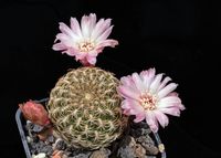 Sulcorebutia breviflora v laui L314 rs