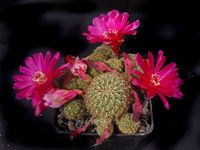 Sulcorebutia canigueralii (zavaletae)