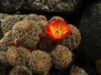 Sulcorebutia clicensis