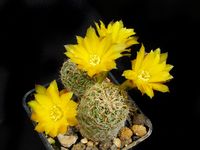 Sulcorebutia elisabethae VZ 204