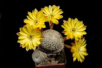 Sulcorebutia heliosoides LH1544