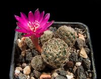 Sulcorebutia hillmannii VS 433