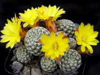 Sulcorebutia langeri