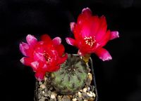 Sulcorebutia rauschii HS 121