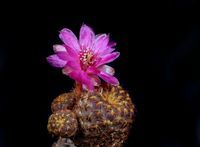 Sulcorebutia rauschii f gold