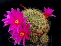 Sulcorebutia spec Lau