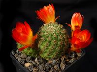 Sulcorebutia tarabucoensis v callecalensis L389