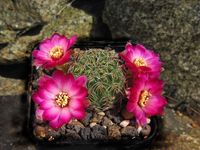 Sulcorebutia tarabucoensis