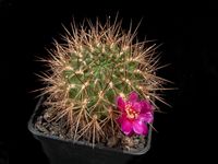 Sulcorebutia vizcarrae v laui HS 83