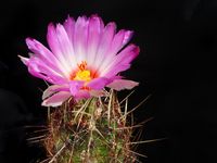 Thelocactus bicolor ssp bicolor SB567