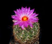 Thelocactus bicolor ssp flavidispinus