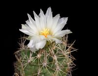 Thelocactus bicolor v albiflorus