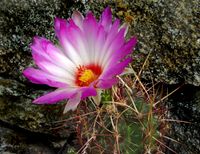 Thelocactus bicolor v texensis