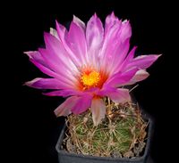 Thelocactus bicolor