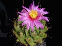 Thelocactus conothelos SB 302