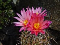 Thelocactus conothelos subsp conothelos 