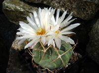 Thelocactus hexaedraphorus subsp hexaedraphorus