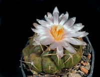 Thelocactus hexaedraphorus