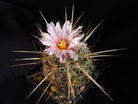 Thelocactus lausseri