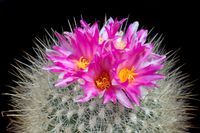 Thelocactus macdowellii