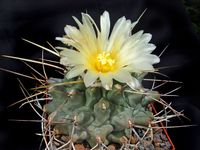 Thelocactus rinconensis ssp rinconensis