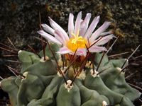 Thelocactus rinconensis