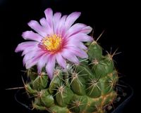 Thelocactus saussieri