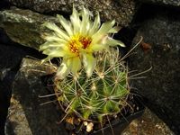 Thelocactus setispinus albispinus