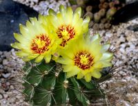 Thelocactus setispinus