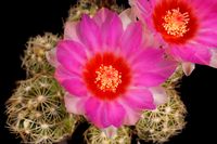 Thelocactus wagnerianus