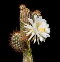 Trichocereus lamprochlorus