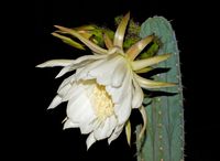 Trichocereus pachanoi