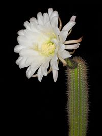 Trichocereus thelegonoides