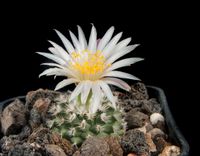 Turbinicarpus X mombergeri (pulcherrimus)