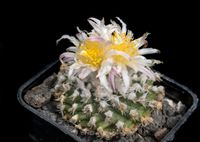 Turbinicarpus X mombergeri