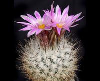 Turbinicarpus beguinii subsp beguinii (gautii)