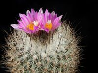 Turbinicarpus beguinii subsp beguinii (senilis)