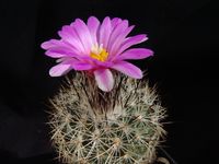 Turbinicarpus beguinii subsp beguinii (smithii)