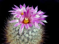 Turbinicarpus beguinii subsp beguinii