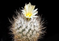 Turbinicarpus beguinii subsp hintoniorum