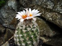 Turbinicarpus dickisoniae