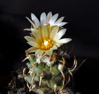 Turbinicarpus flaviflorus