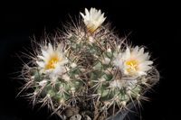 Turbinicarpus gielsdorfianus