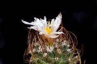 Turbinicarpus graminispinus