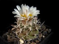 Turbinicarpus hoferi