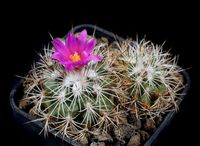 Turbinicarpus horripilus subsp wrobelianus