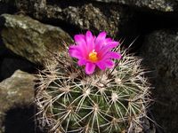 Turbinicarpus horripilus